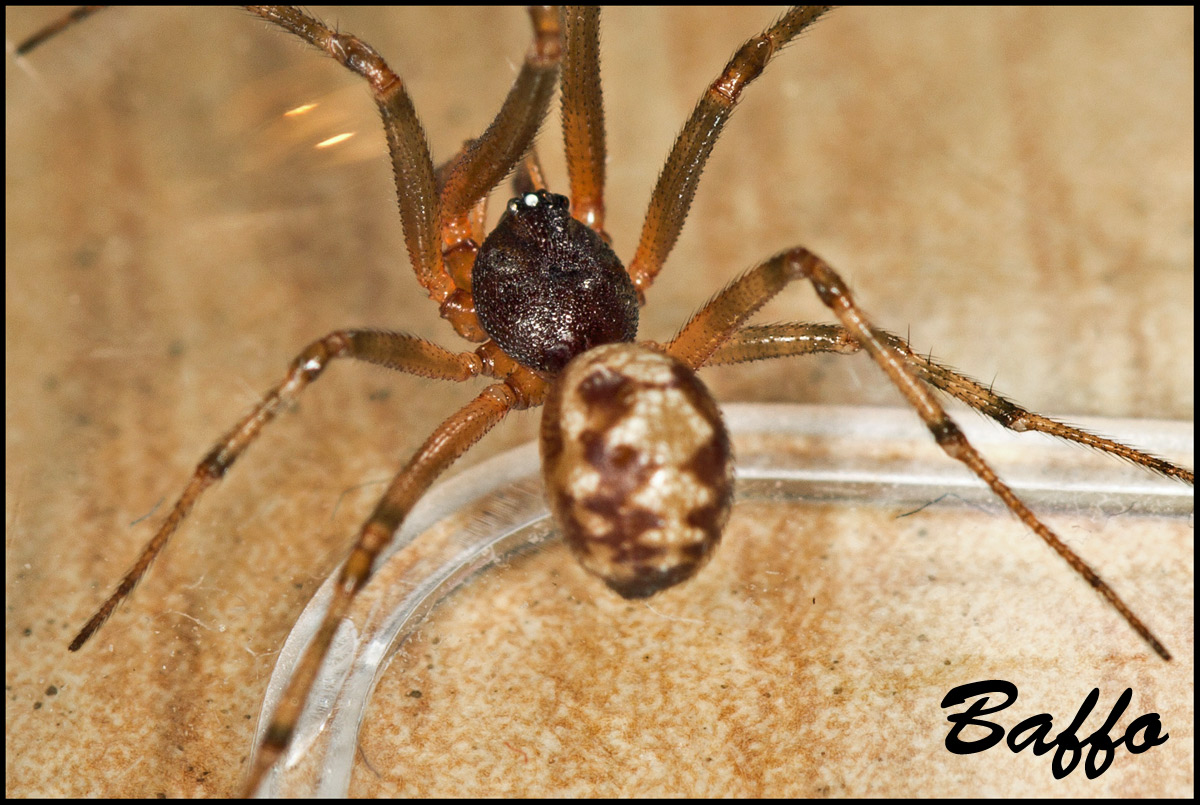 Oonopidae? No. maschio di Steatoda triangulosa - Trieste